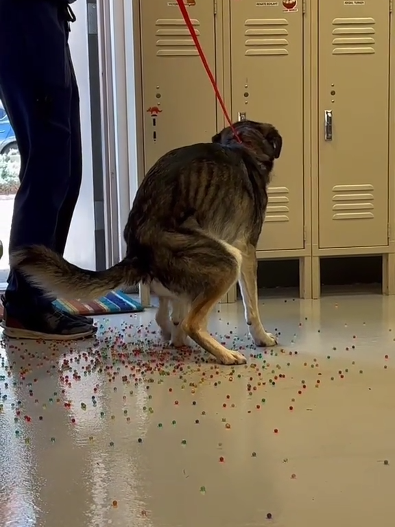 Le chien a une indigestion de billes colorées : la vidéo "expulsion" est virale