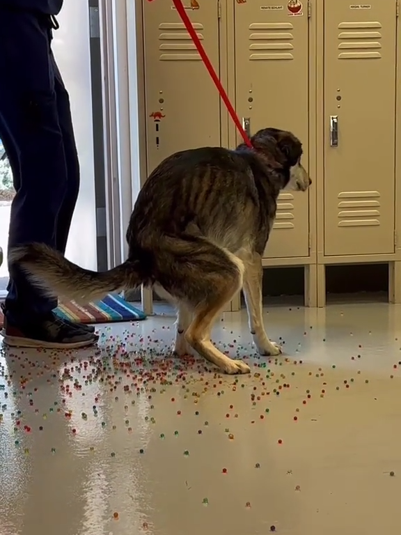 Le chien a une indigestion de billes colorées : la vidéo "expulsion" est virale