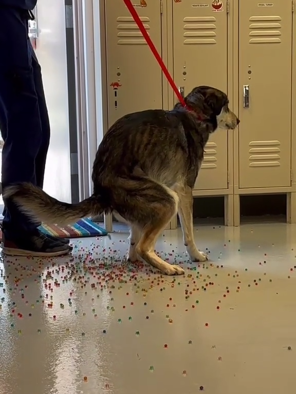 Le chien a une indigestion de billes colorées : la vidéo "expulsion" est virale