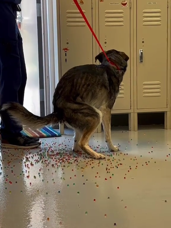 Le chien a une indigestion de billes colorées : la vidéo "expulsion" est virale