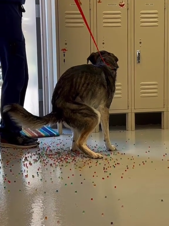 Perro tiene indigestión de canicas de colores: el video de la "expulsión" se vuelve viral