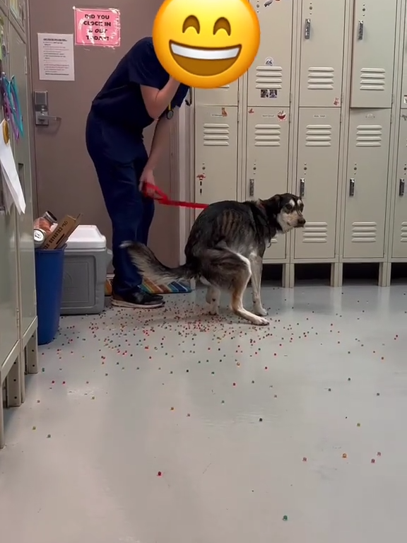 Le chien a une indigestion de billes colorées : la vidéo "expulsion" est virale