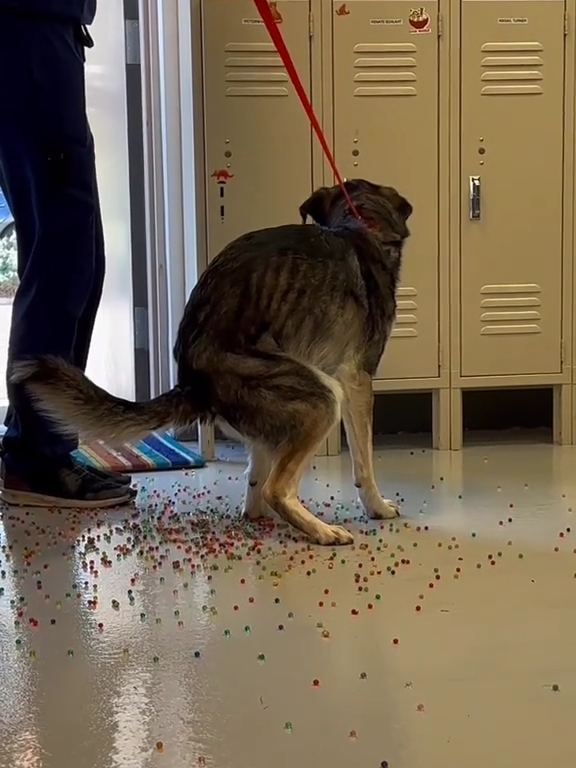 Perro tiene indigestión de canicas de colores: el video de la "expulsión" se vuelve viral