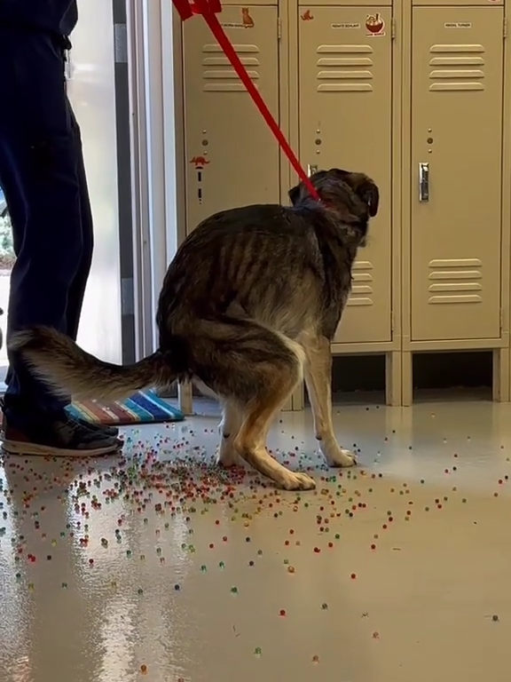 Le chien a une indigestion de billes colorées : la vidéo "expulsion" est virale