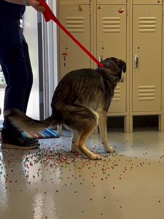 Le chien a une indigestion de billes colorées : la vidéo "expulsion" est virale