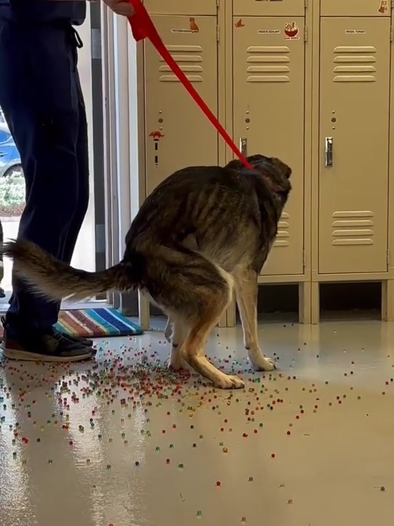 Le chien a une indigestion de billes colorées : la vidéo "expulsion" est virale