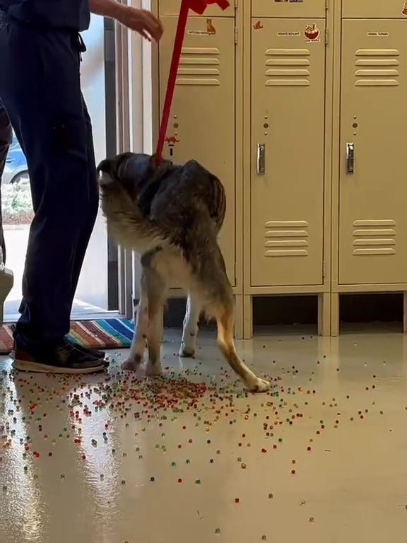 Le chien a une indigestion de billes colorées : la vidéo "expulsion" est virale