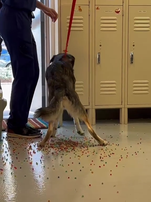 Le chien a une indigestion de billes colorées : la vidéo "expulsion" est virale