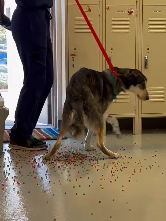 Le chien a une indigestion de billes colorées : la vidéo "expulsion" est virale