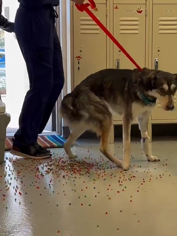 Le chien a une indigestion de billes colorées : la vidéo "expulsion" est virale