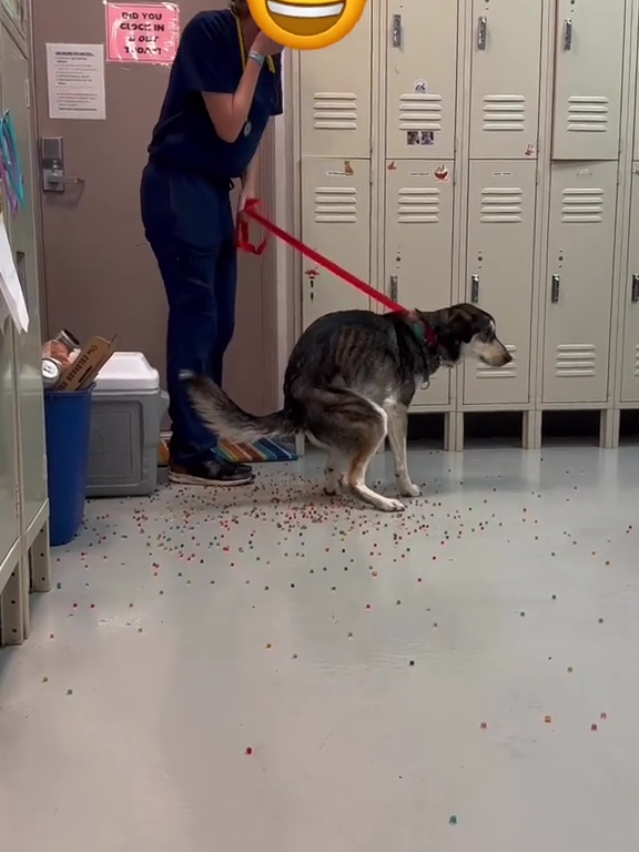 Le chien a une indigestion de billes colorées : la vidéo "expulsion" est virale