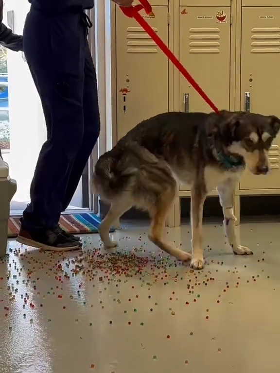 Le chien a une indigestion de billes colorées : la vidéo "expulsion" est virale