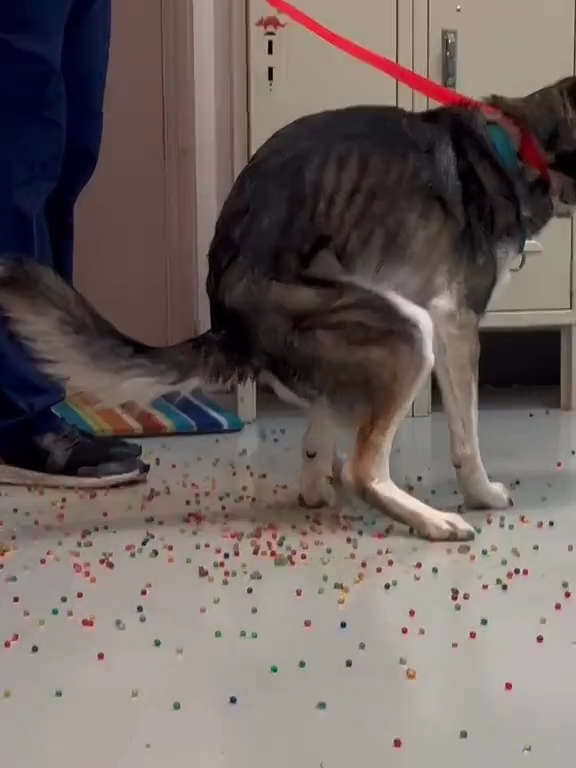 Le chien a une indigestion de billes colorées : la vidéo "expulsion" est virale