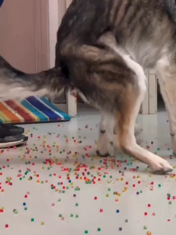 Perro tiene indigestión de canicas de colores: el video de la "expulsión" se vuelve viral