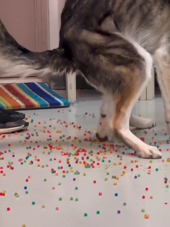 Le chien a une indigestion de billes colorées : la vidéo "expulsion" est virale