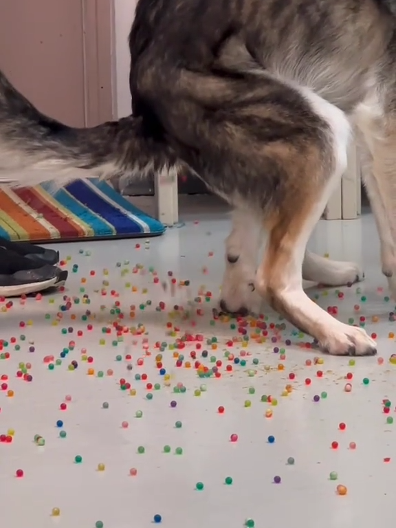 Le chien a une indigestion de billes colorées : la vidéo "expulsion" est virale