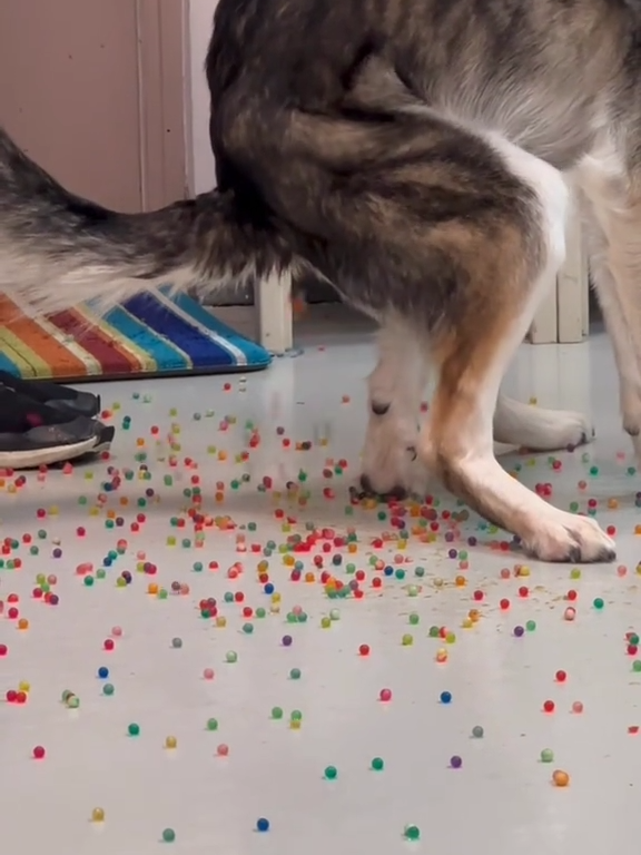 Perro tiene indigestión de canicas de colores: el video de la "expulsión" se vuelve viral