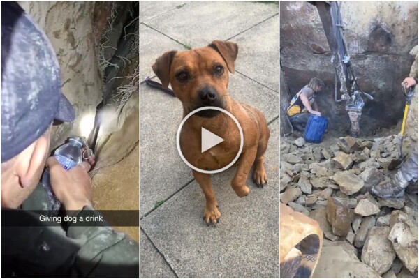 Chien coincé dans un trou pendant 8 jours, le sauvetage miraculeux de Rose