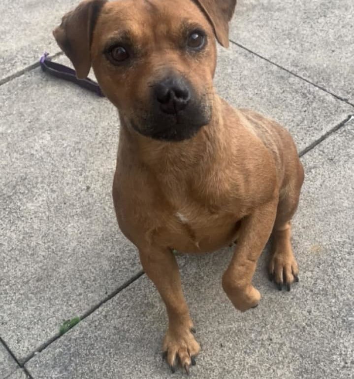 Chien coincé dans un trou pendant 8 jours, le sauvetage miraculeux de Rose