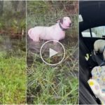 Perro aterrorizado escapa del huracán Milton y es rescatado por la policía: vídeo