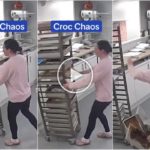 Las zapatillas Crocs arruinan un día de trabajo, el desastre del pastelero