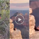 Sie machen Yoga am Abgrund des Grand Canyon, kritisierten verantwortungslose Touristen in den sozialen Medien