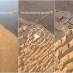 Dios Anubis, perro sube a la pirámide de Giza filmado y el video se vuelve viral