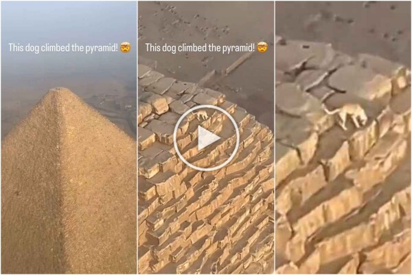 Filmato il dio Anubi, cane scala la piramide di Giza e il video diventa virale