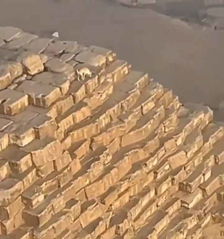 Dios Anubis, perro sube a la pirámide de Giza filmado y el video se vuelve viral