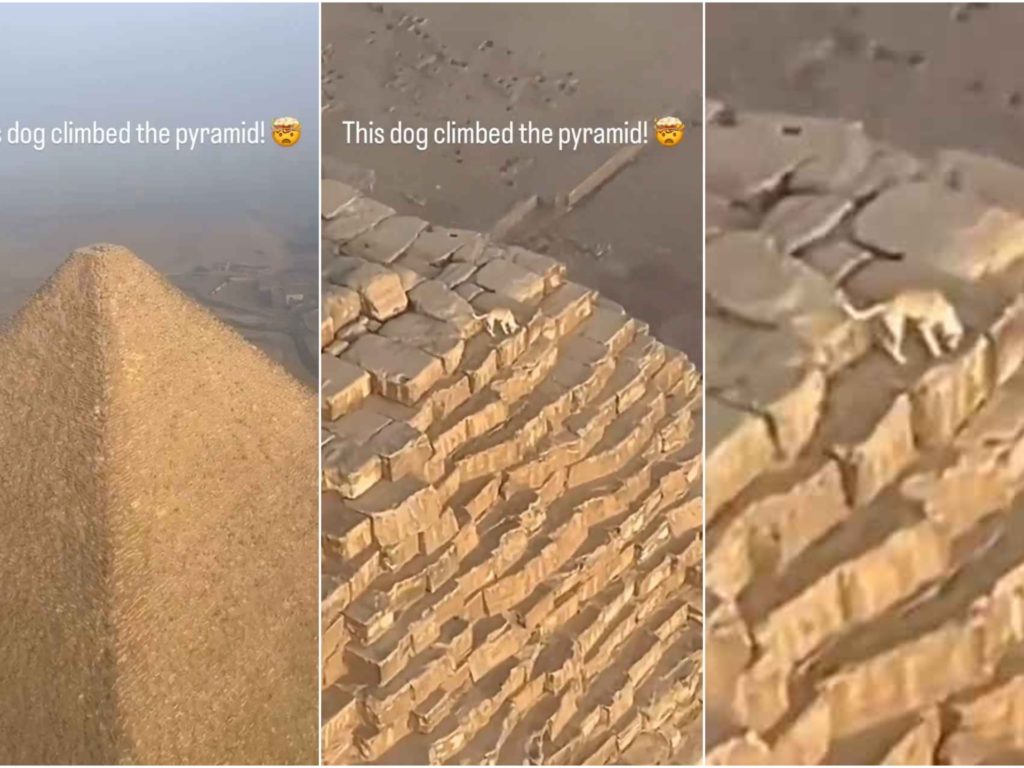 Dios Anubis, perro sube a la pirámide de Giza filmado y el video se vuelve viral