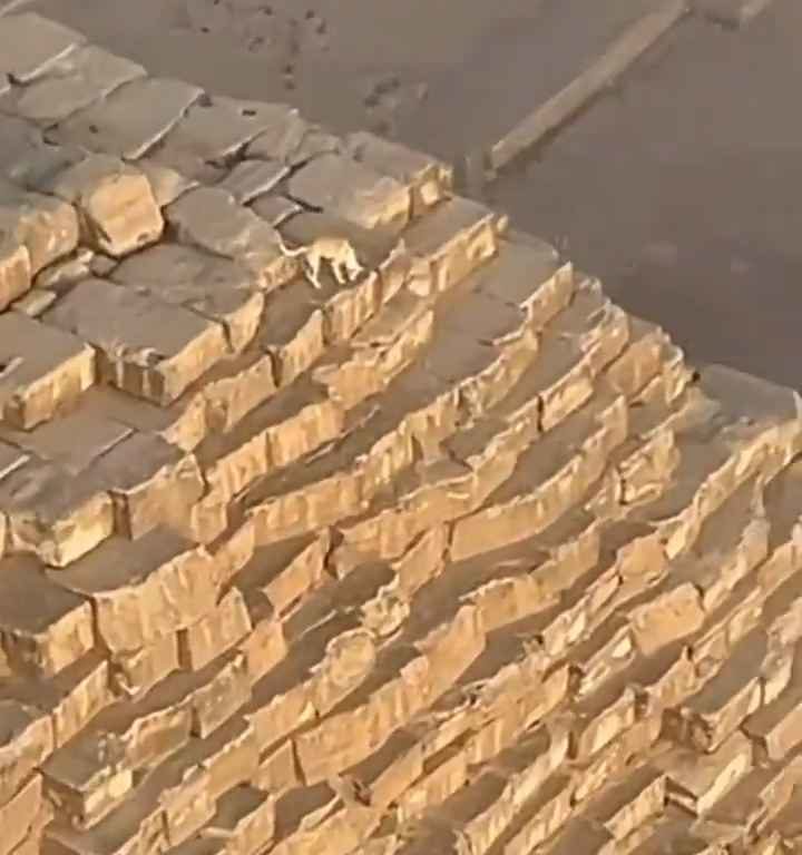 Dios Anubis, perro sube a la pirámide de Giza filmado y el video se vuelve viral