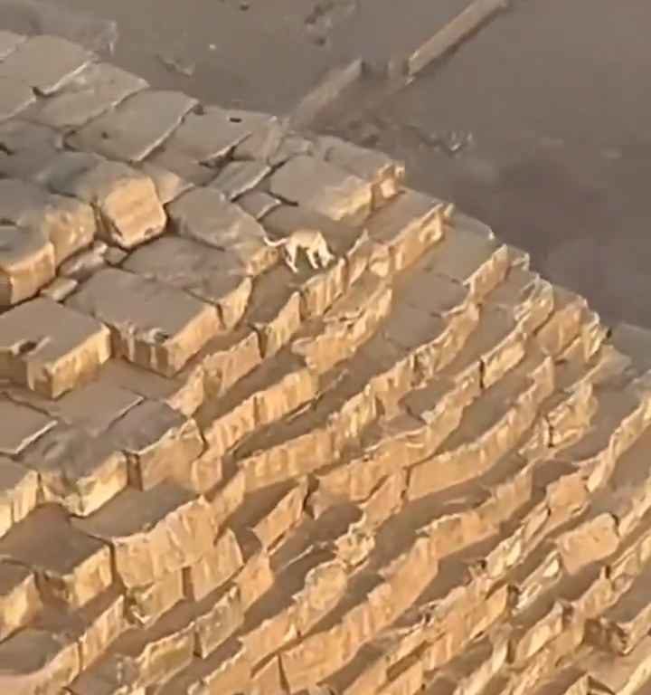 Dios Anubis, perro sube a la pirámide de Giza filmado y el video se vuelve viral