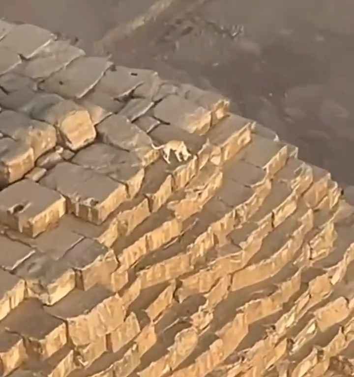 Dios Anubis, perro sube a la pirámide de Giza filmado y el video se vuelve viral