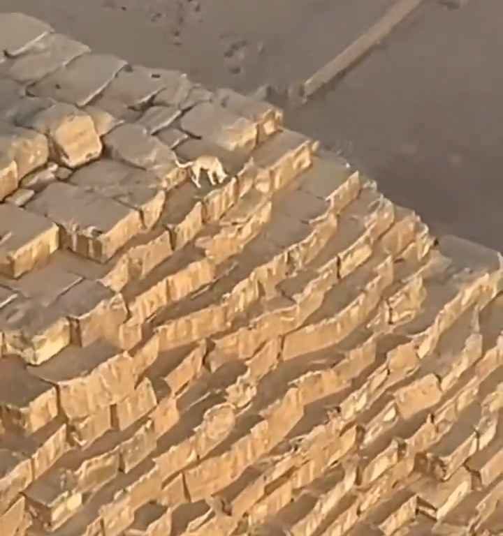 Dios Anubis, perro sube a la pirámide de Giza filmado y el video se vuelve viral