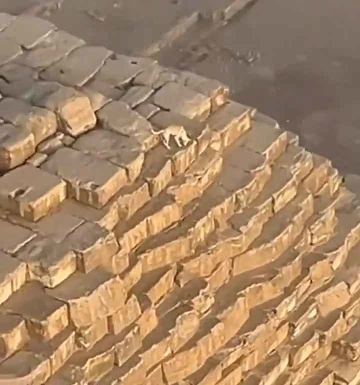 Dios Anubis, perro sube a la pirámide de Giza filmado y el video se vuelve viral