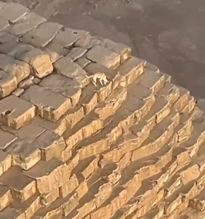 Dios Anubis, perro sube a la pirámide de Giza filmado y el video se vuelve viral