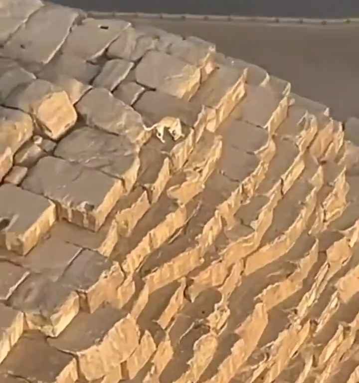 Dios Anubis, perro sube a la pirámide de Giza filmado y el video se vuelve viral