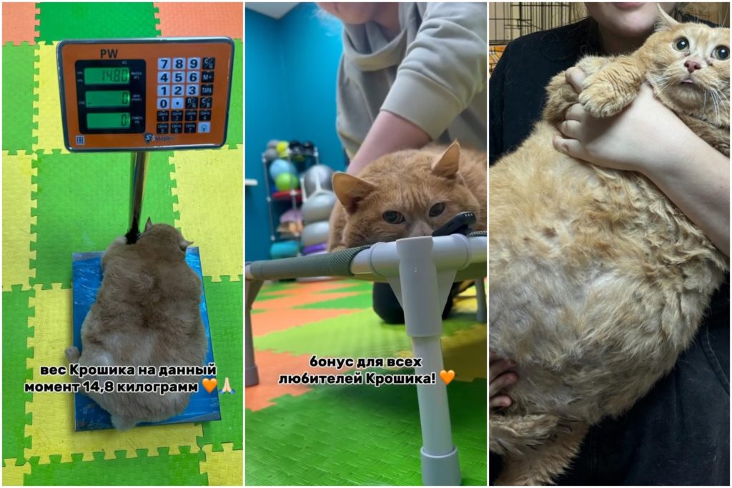 El gato más gordo del mundo murió tras apenas unas semanas de dieta