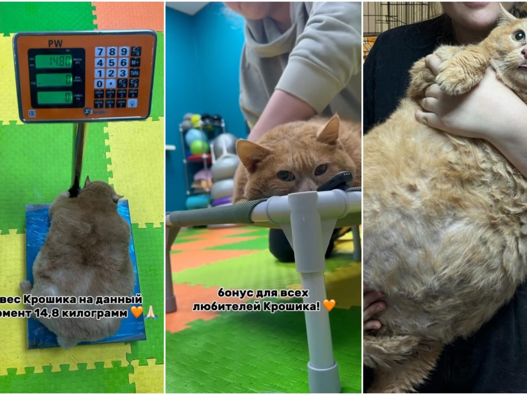 El gato más gordo del mundo murió tras apenas unas semanas de dieta