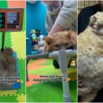El gato más gordo del mundo murió tras apenas unas semanas de dieta