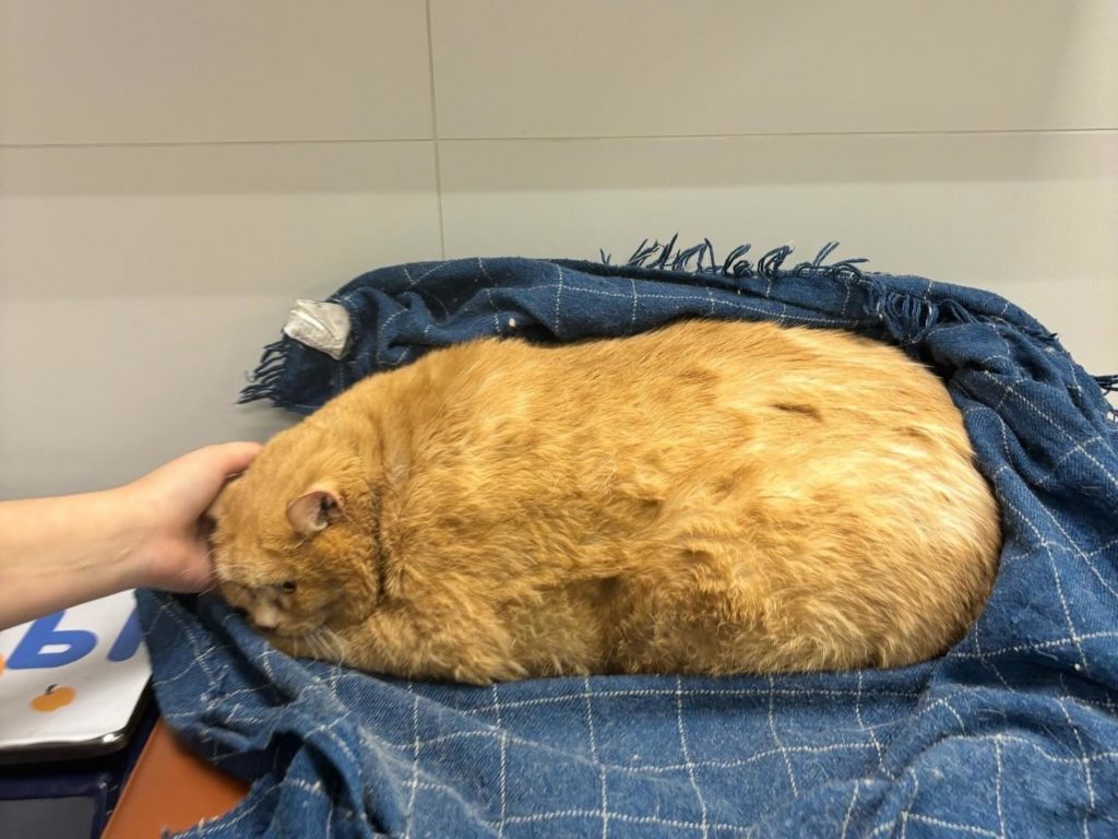 Die dickste Katze der Welt starb bereits nach wenigen Wochen der Diät