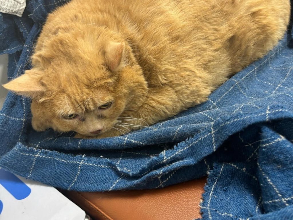 Die dickste Katze der Welt starb bereits nach wenigen Wochen der Diät