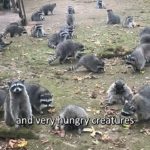 Prisionera en su casa porque fue invadida por 100 mapaches: salvada por la policía