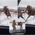 Alce ferito si scaglia contro un cacciatore: la battaglia diventa virale