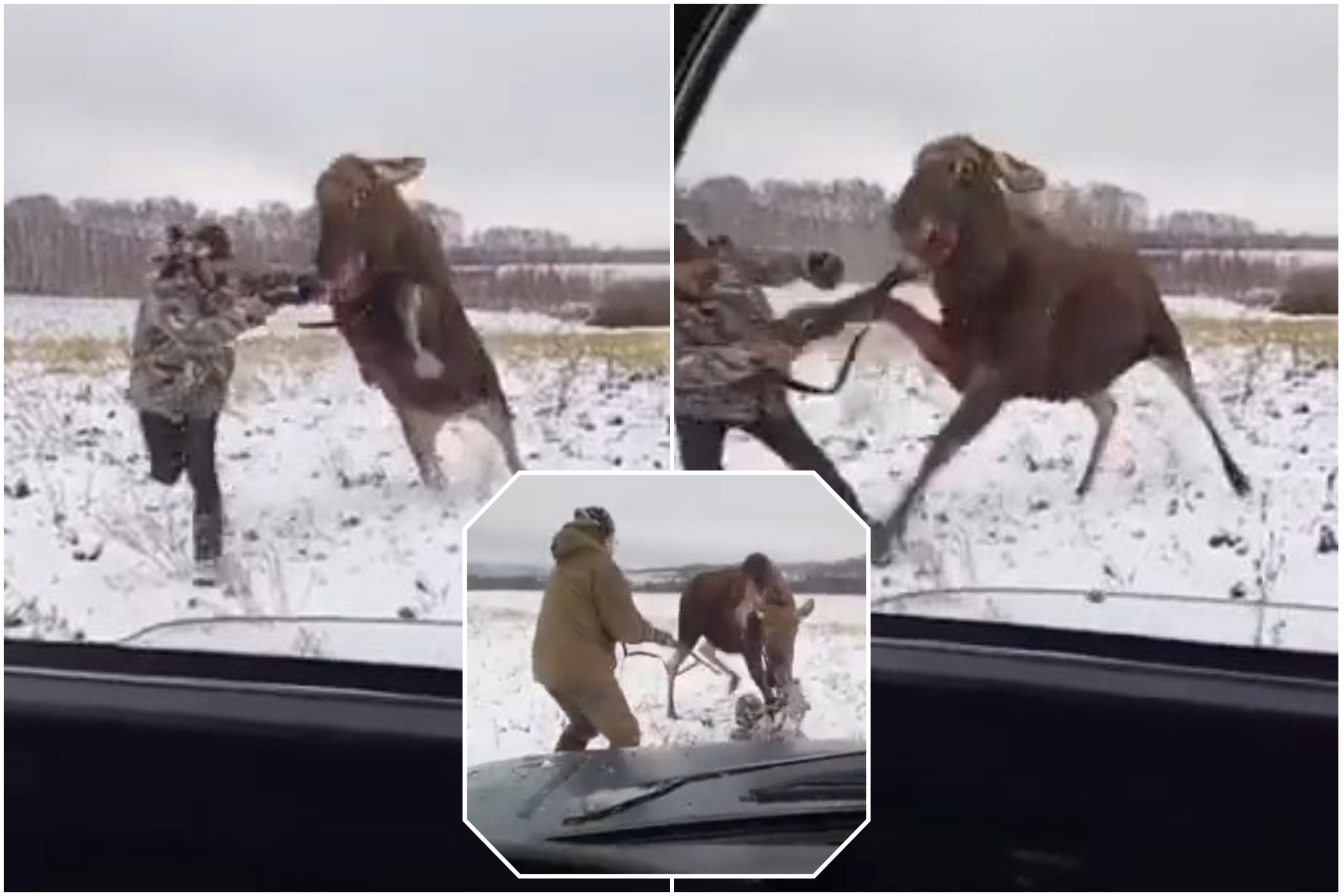 Un élan blessé attaque un chasseur : la bataille devient virale