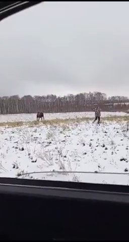 Alce ferito si scaglia contro un cacciatore: la battaglia diventa virale