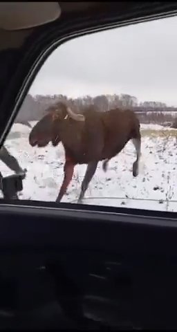 Alce ferito si scaglia contro un cacciatore: la battaglia diventa virale