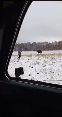 Alce ferito si scaglia contro un cacciatore: la battaglia diventa virale