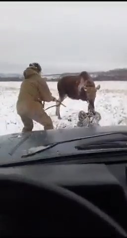 Alce ferito si scaglia contro un cacciatore: la battaglia diventa virale