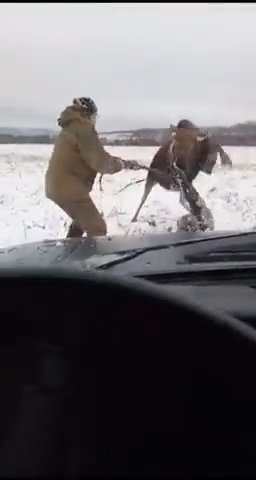 Alce ferito si scaglia contro un cacciatore: la battaglia diventa virale